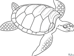 tortuga Pàgines Per Pintar Imprimibles